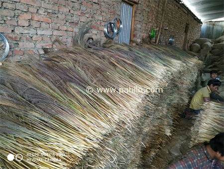 Broom Grass (Amliso)